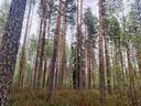 Toholampi Sykäräinen maa- ja metsätila Päivärinne 163-0 pinta-ala 44,40 ha 1