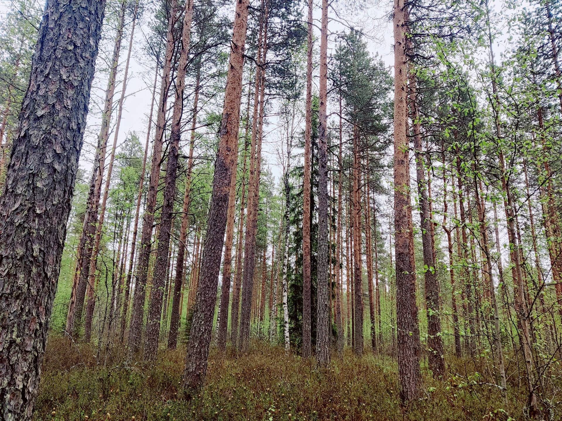 Toholampi Sykäräinen maa- ja metsätila Päivärinne 163-0 pinta-ala 44,40 ha 1