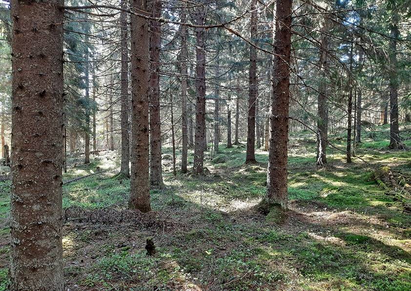 Mäenpää 6:38 (844-414-6-38) 1