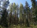 Metsätila, 30,70 ha, Räpi III; 319-405-1-685, Säkylä, Röyskän metsätie 1