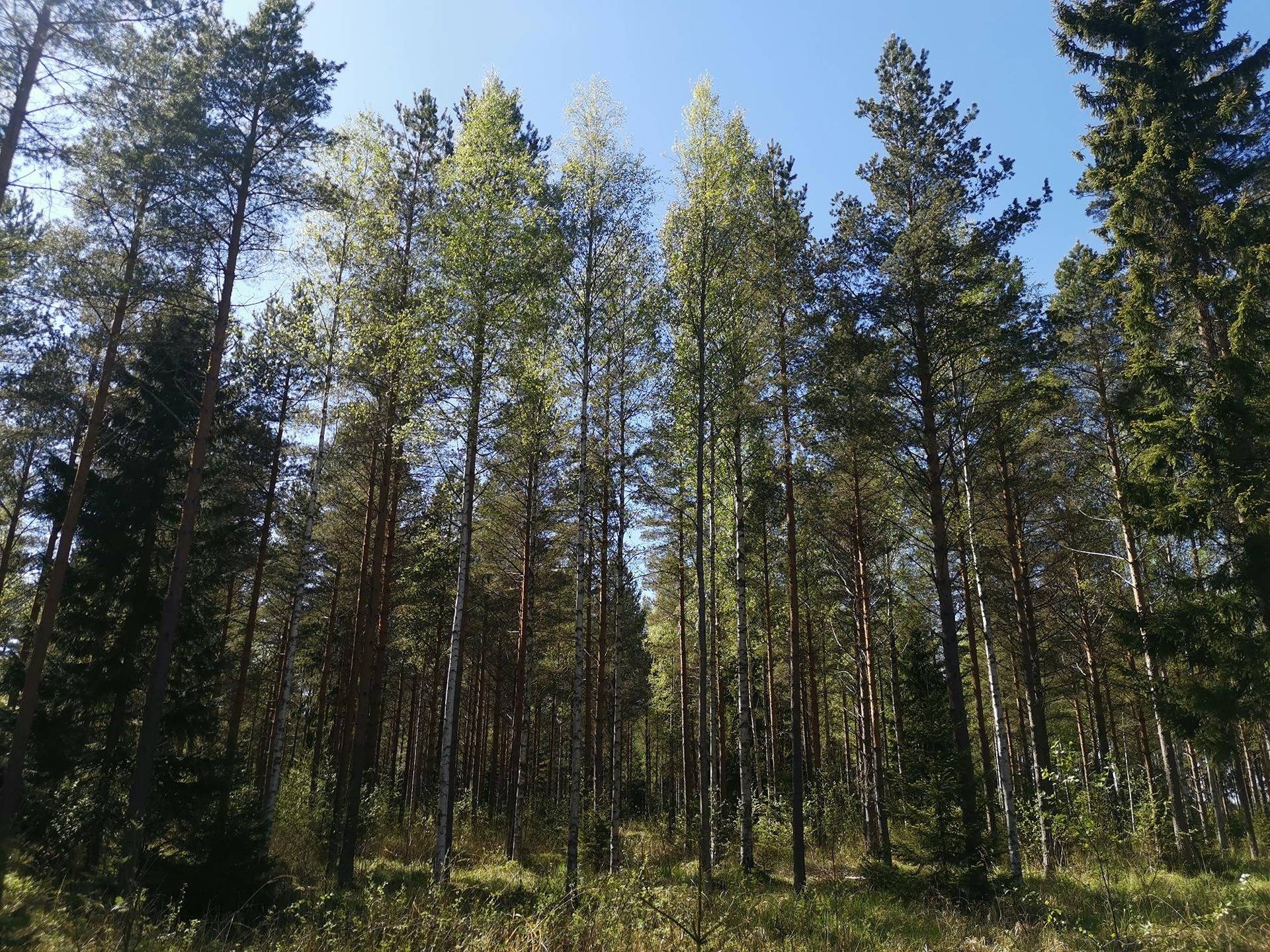 Metsätila, 30,70 ha, Räpi III; 319-405-1-685, Säkylä, Röyskän metsätie 1