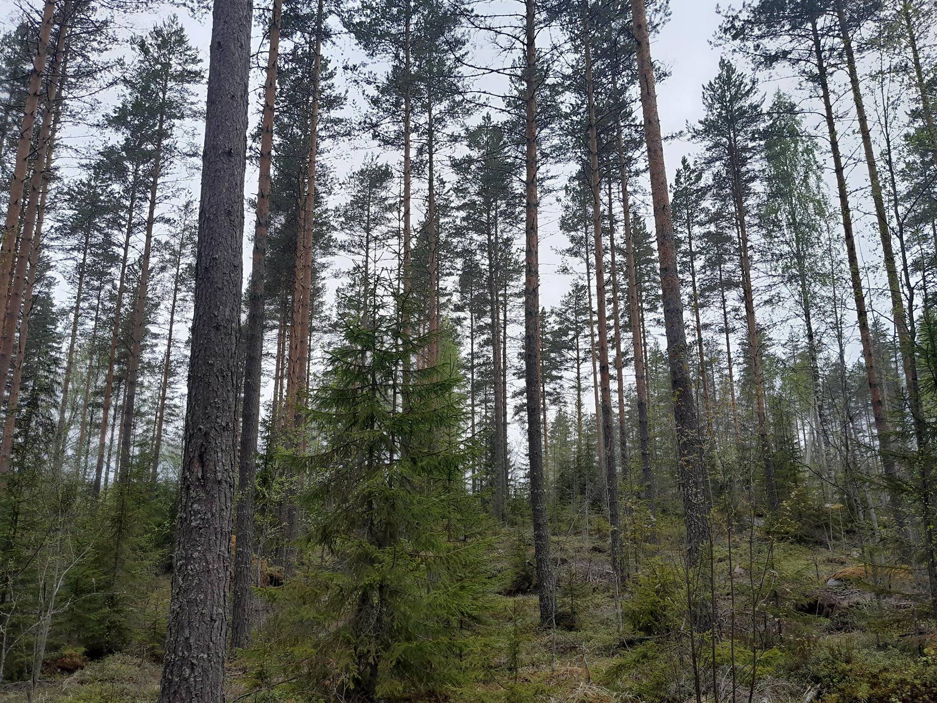 Mäensyrjä 249-410-10-62 1
