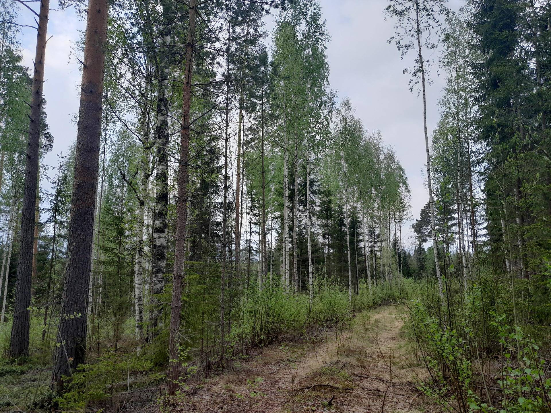 Pylkönniemi 249-411-2-86 1