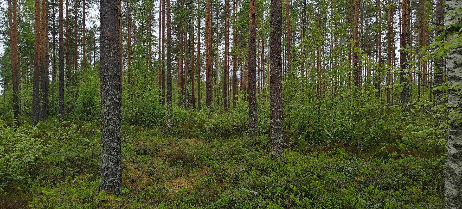 Seinäjoki, KOIVUMÄKI 743-416-4-174 1