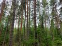Peltojärvi 18:8 metsätila ja loma-asunto Kankijärven rannassa 1