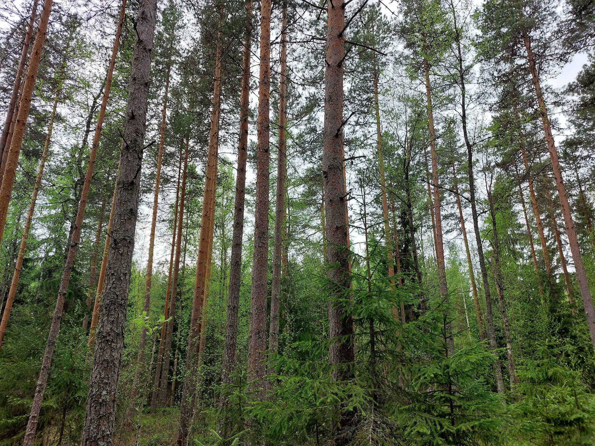 Peltojärvi 18:8 metsätila ja loma-asunto Kankijärven rannassa 1
