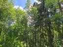 Koski Tl, Patakoski, metsätila Alisimola 3-50 1