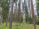 Koski Tl, Isosorvasto, metsätila Säipistö 2-40 1