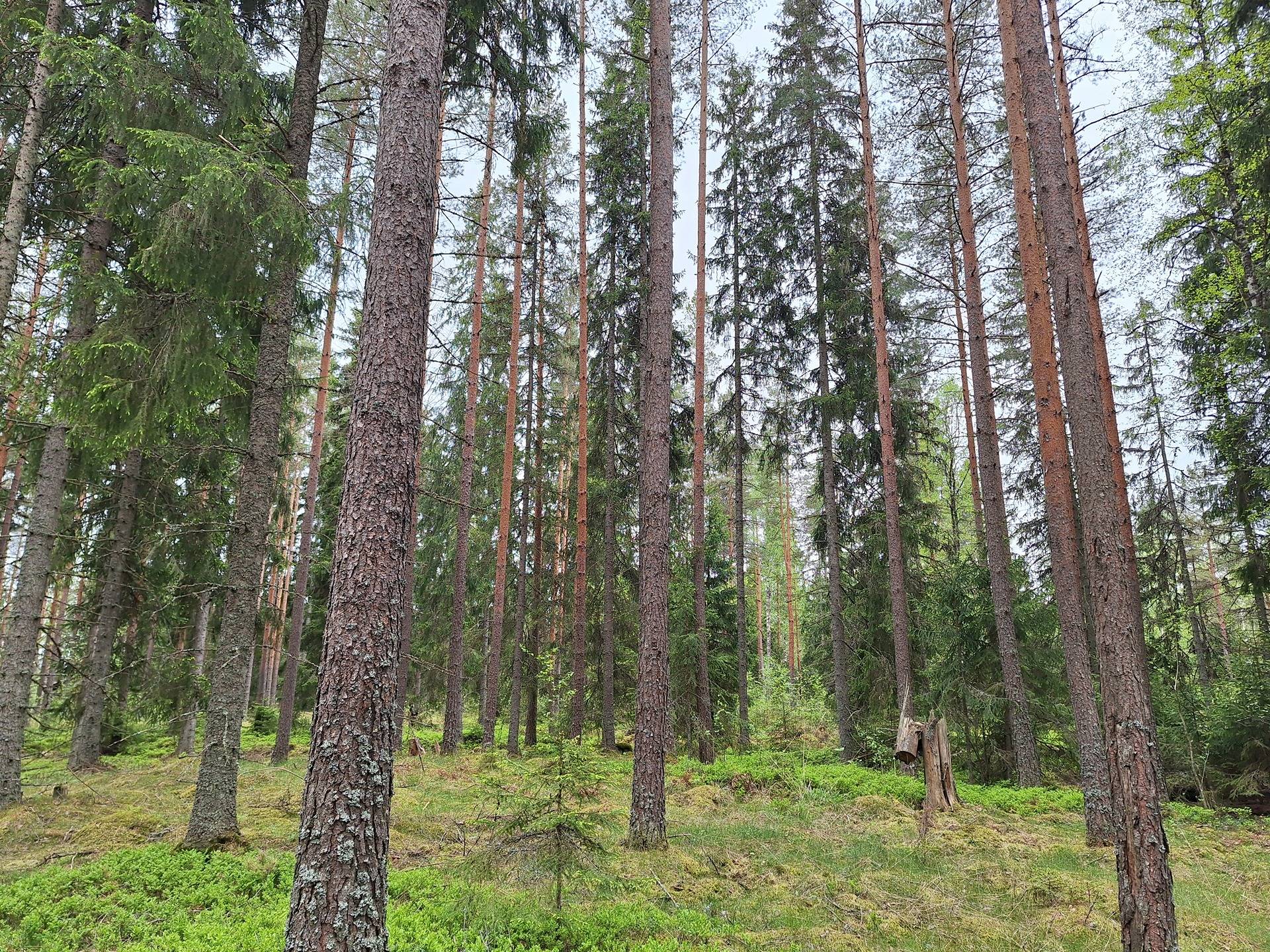 Koski Tl, Isosorvasto, metsätila Säipistö 2-40 1