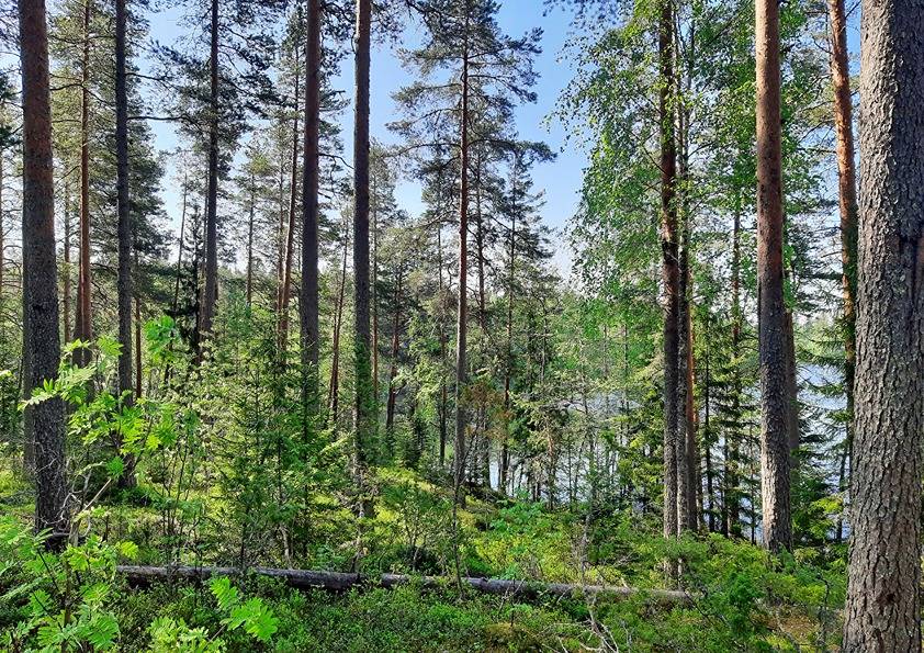 Jängänsaari 22:40 (420-411-22-40) 1