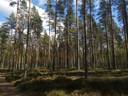 Metsätilakokonaisuus: Yht. 61,57 ha; KONSOLI; 319-404-1-73 ja KONSOLI I; 319-404-4-89, Säkylä, 1