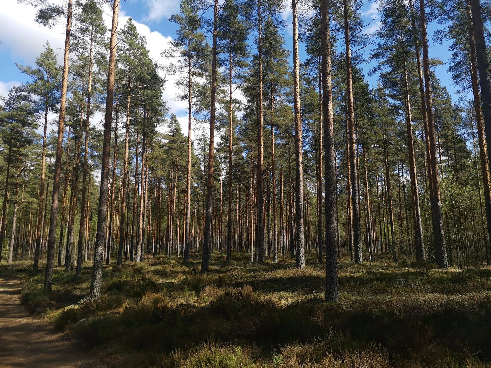 Metsätilakokonaisuus: Yht. 61,57 ha; KONSOLI; 319-404-1-73 ja KONSOLI I; 319-404-4-89, Säkylä, 1