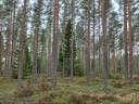Hieskangas ja Kiialansuora, Perä-Hyyppä 1
