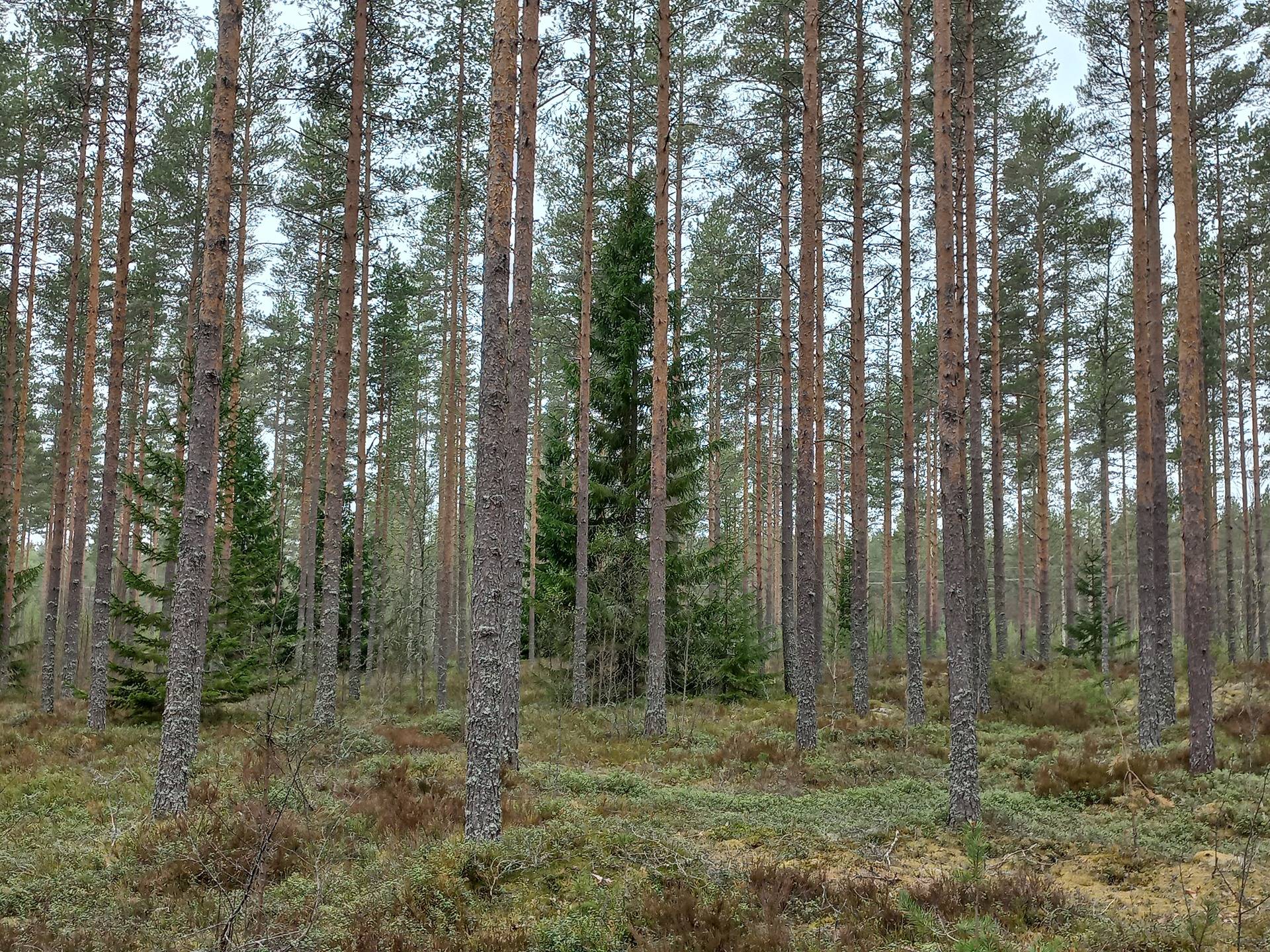 Hieskangas ja Kiialansuora, Perä-Hyyppä 1