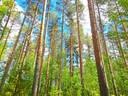 Lappajärvi Ylinen/Hanhikangas/Reipakka REEKANMETSÄ 11:172 metsätila 32,38 ha 1