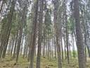 Koski Tl, Isosorvasto, metsätila Turnala 2-41 1