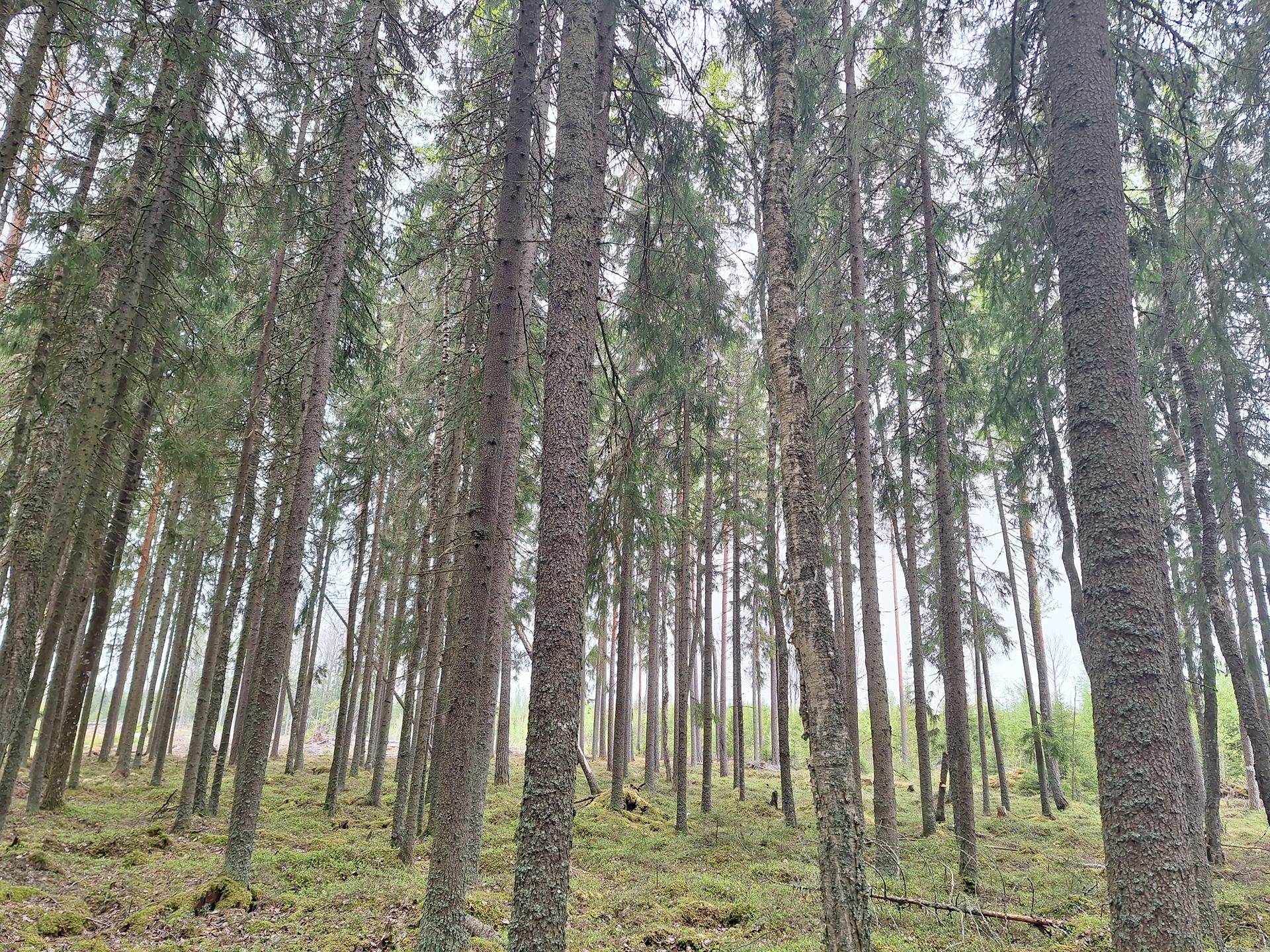 Koski Tl, Isosorvasto, metsätila Turnala 2-41 1