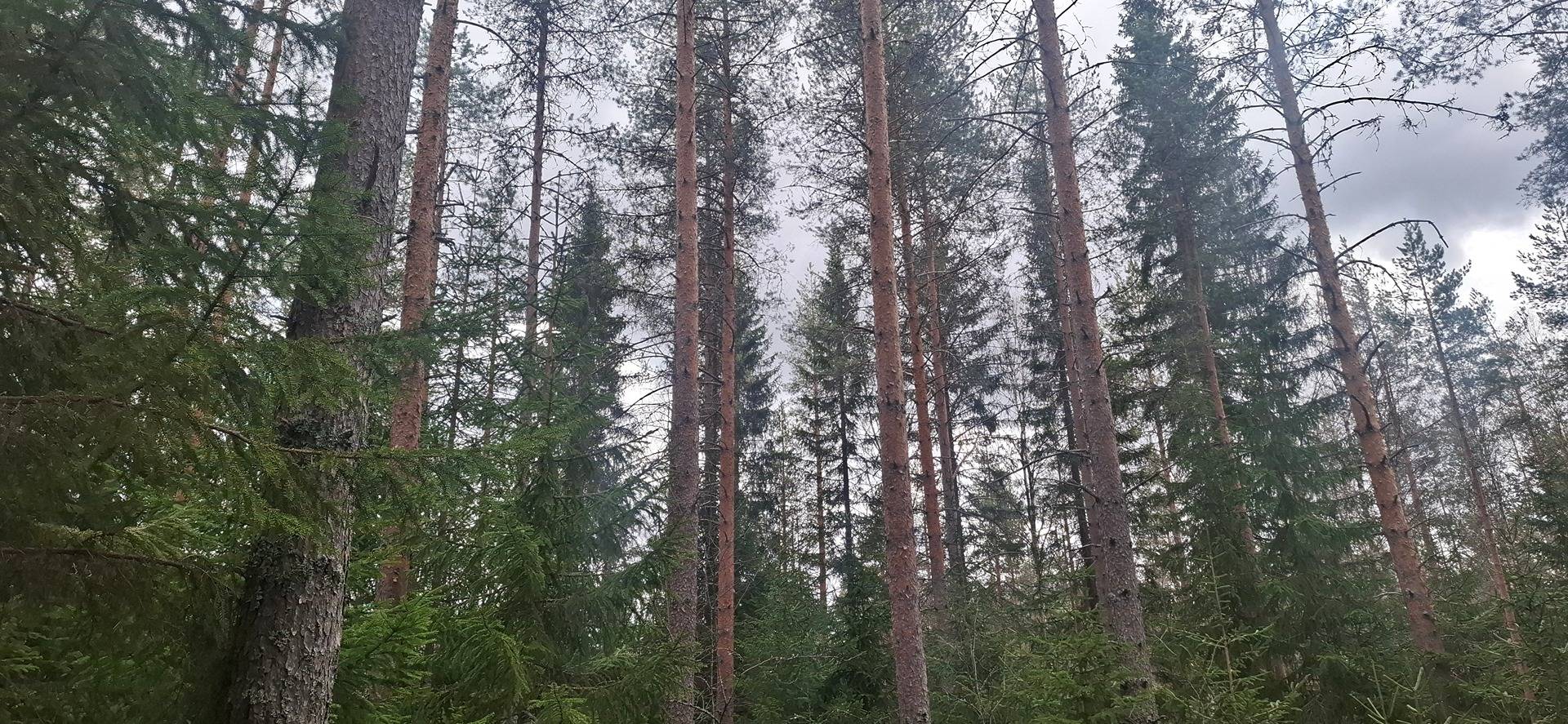 607-414-101-48 KUUSISALO, Ukonniemi 1