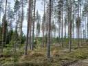 Paavola I 578-406-8-59 ja Paavola 578-406-8-22 metsäkiinteistöt 30,6 ha Paltamon Uurassa n. 10 km Paltamon kk:ltä 1