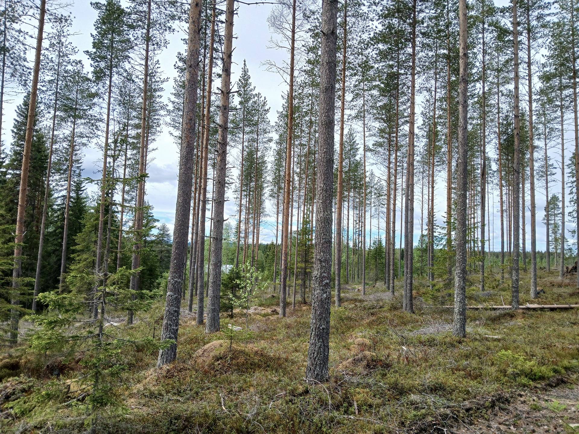 Paavola I 578-406-8-59 ja Paavola 578-406-8-22 metsäkiinteistöt 30,6 ha Paltamon Uurassa n. 10 km Paltamon kk:ltä 1