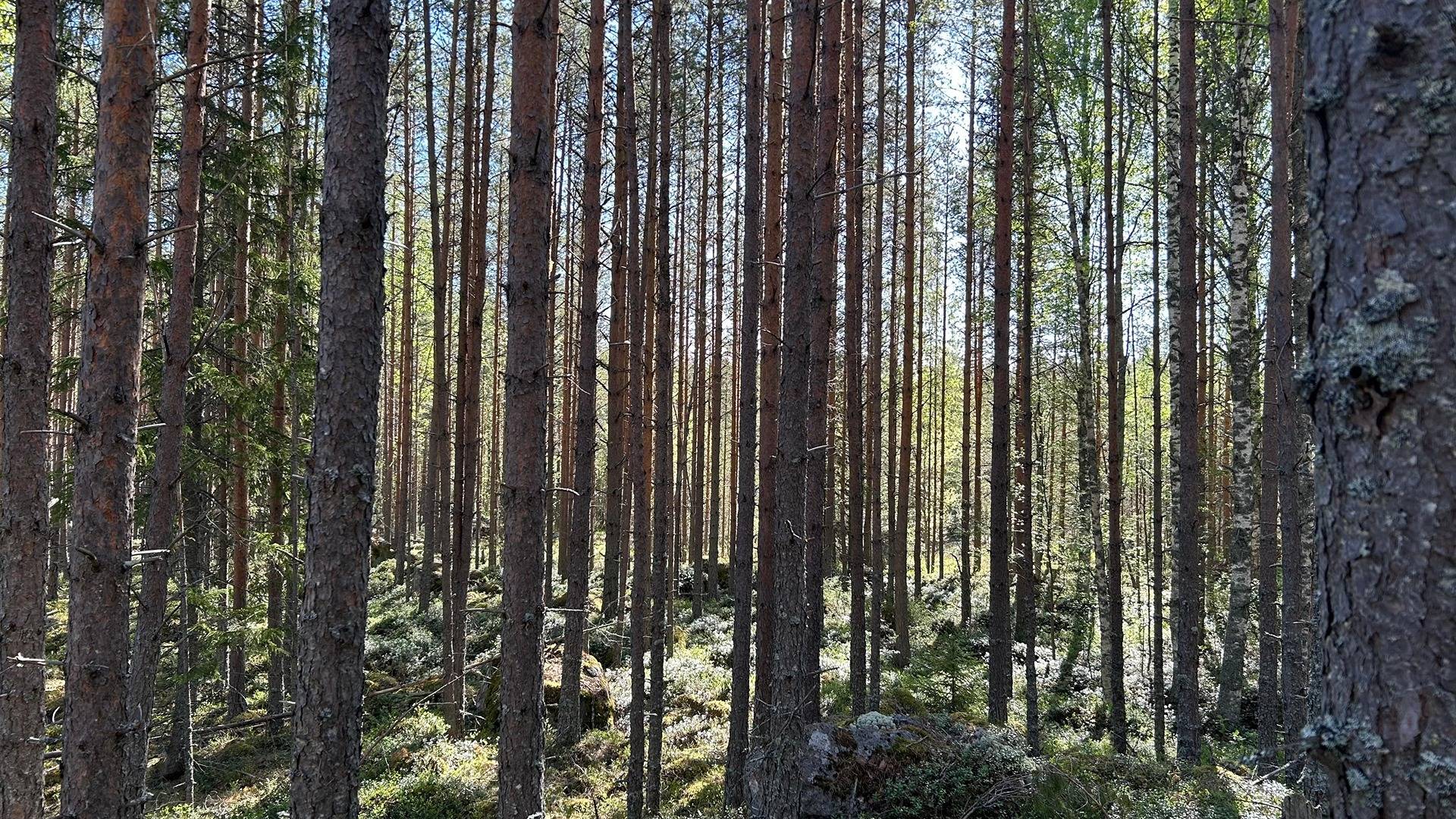 Väliverronen 208-415-6-97 1