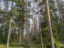 Metsätila Yliääri 1:600/Kuovin teollisuusalueen tonttialuetta, Aura 1