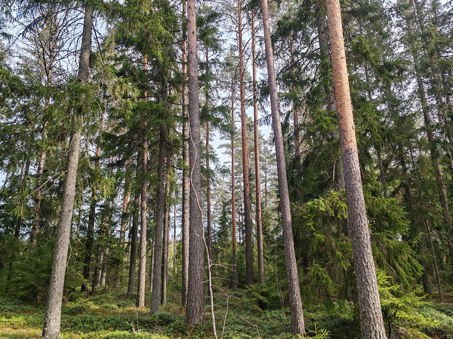 Metsätila Yliääri 1:600/Kuovin teollisuusalueen tonttialuetta, Aura 1