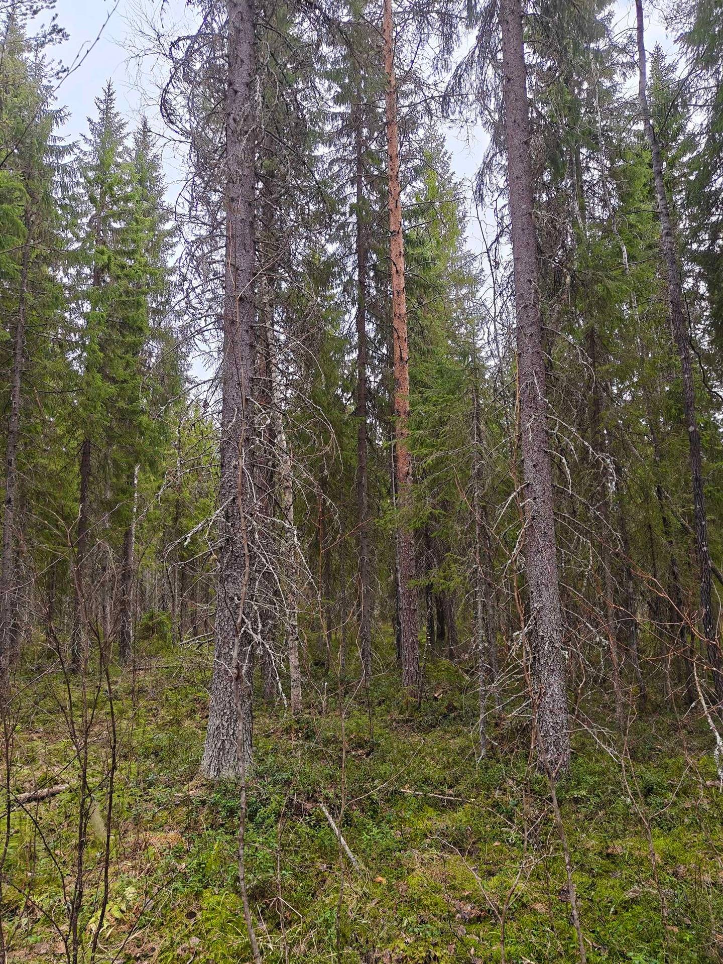 Korven Kantatila 139-407-56-48 ja Vitikko 139-407-56-44 1