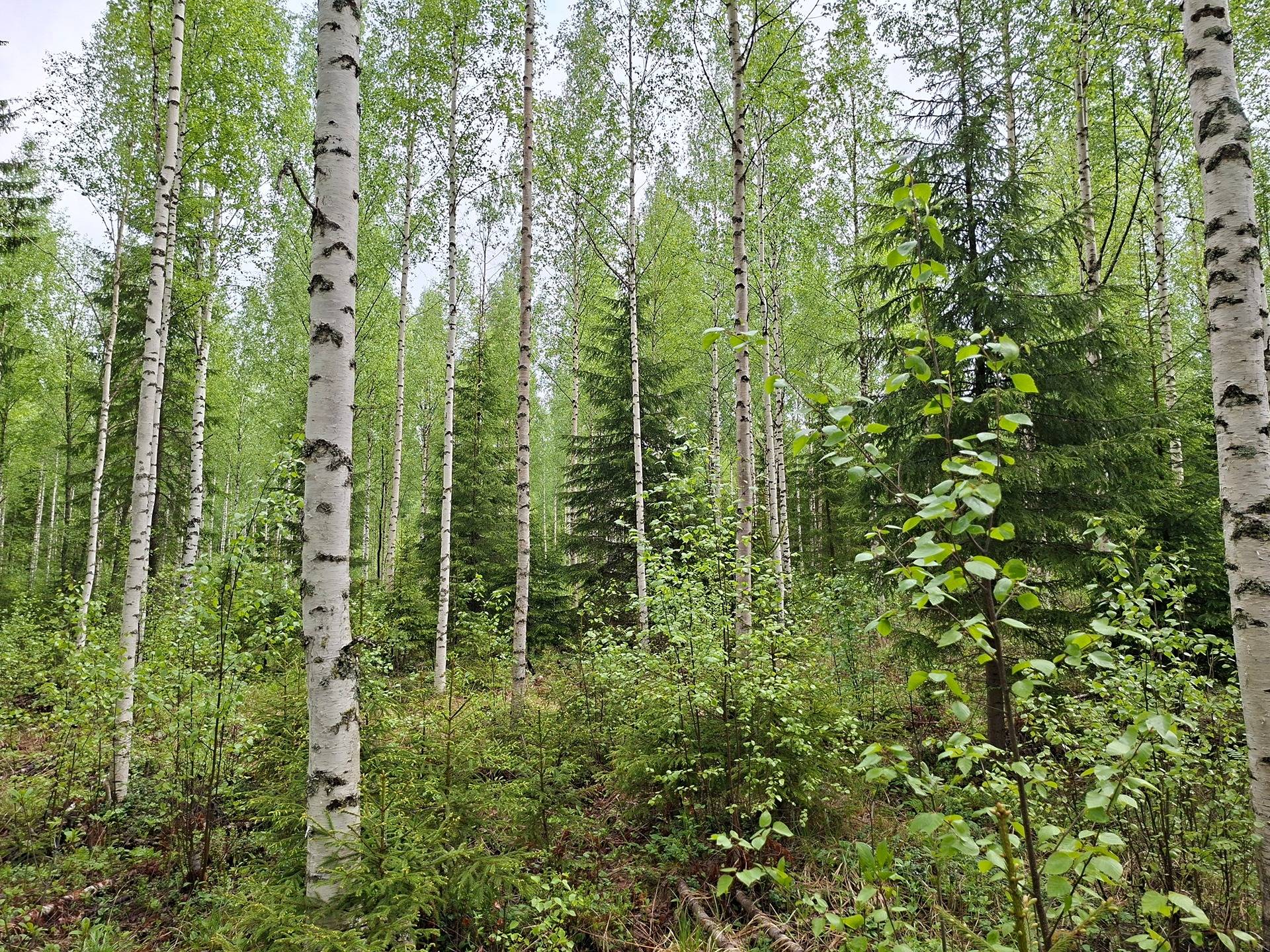 ANTTILA 848-410-56-43 ja PYÖRÄKKÖ 848-410-56-33 Vinska 1