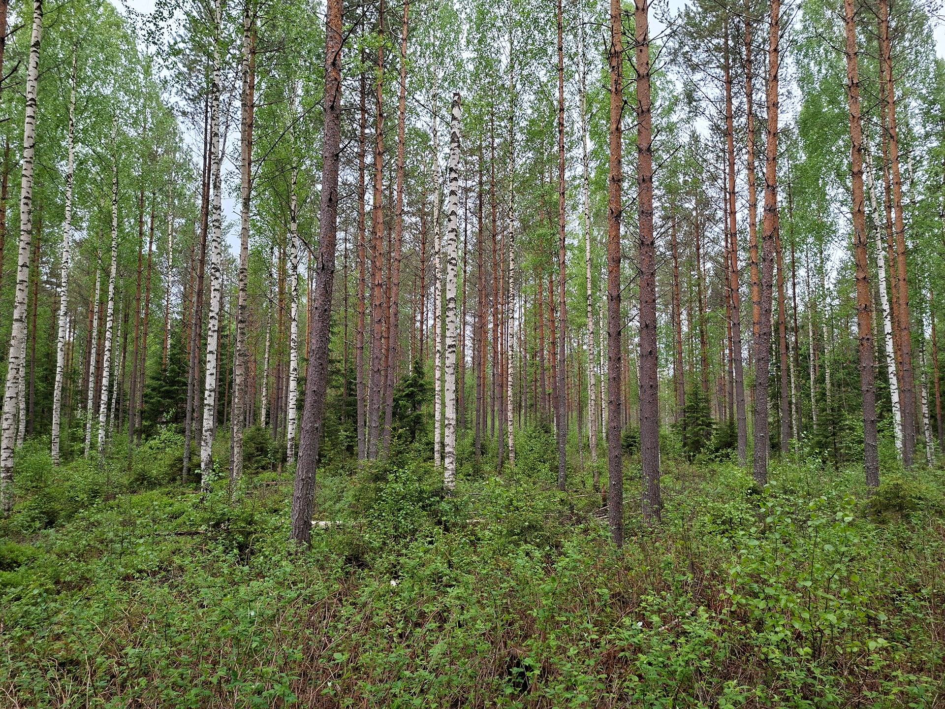 ANTTILA 848-410-56-43 ja PYÖRÄKKÖ 848-410-56-33 Vinska 1