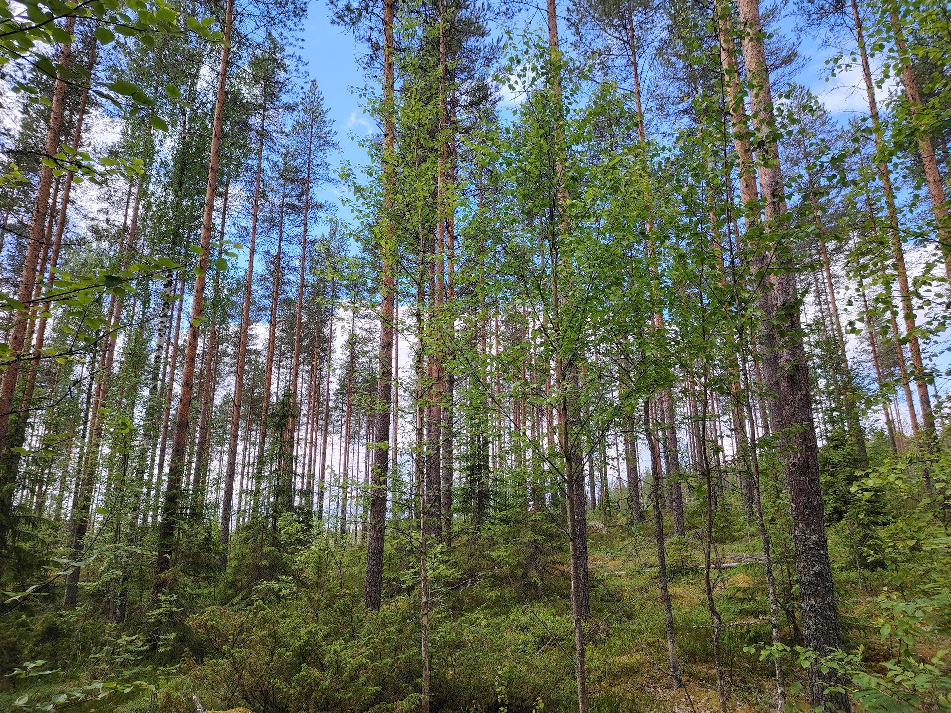 PALOKANGAS 167-439-3-25, Revonkylä 1