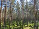 Viita 441-432-4-74 ja Lisäviita 441-432-4-69 1
