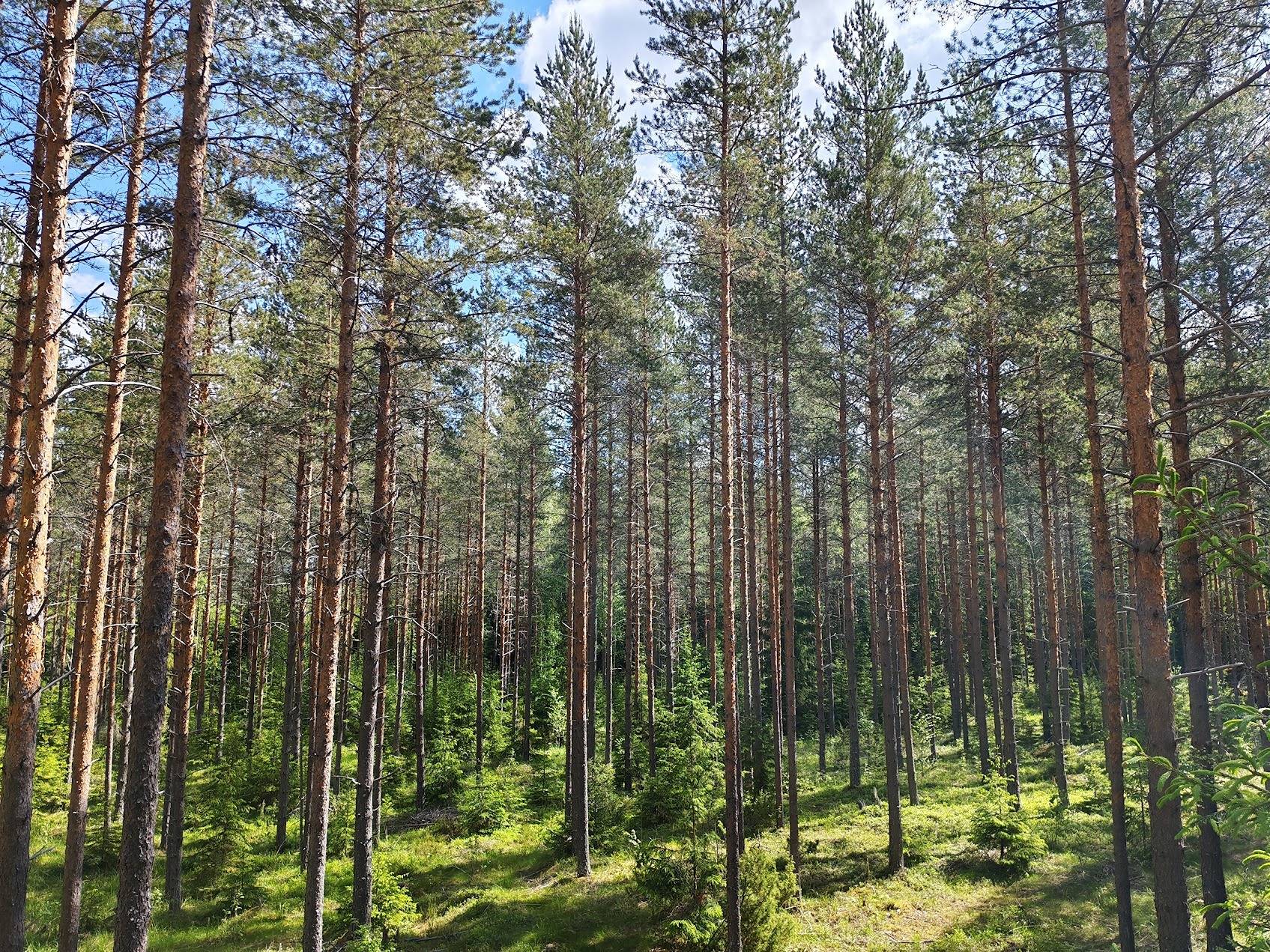Viita 441-432-4-74 ja Lisäviita 441-432-4-69 1