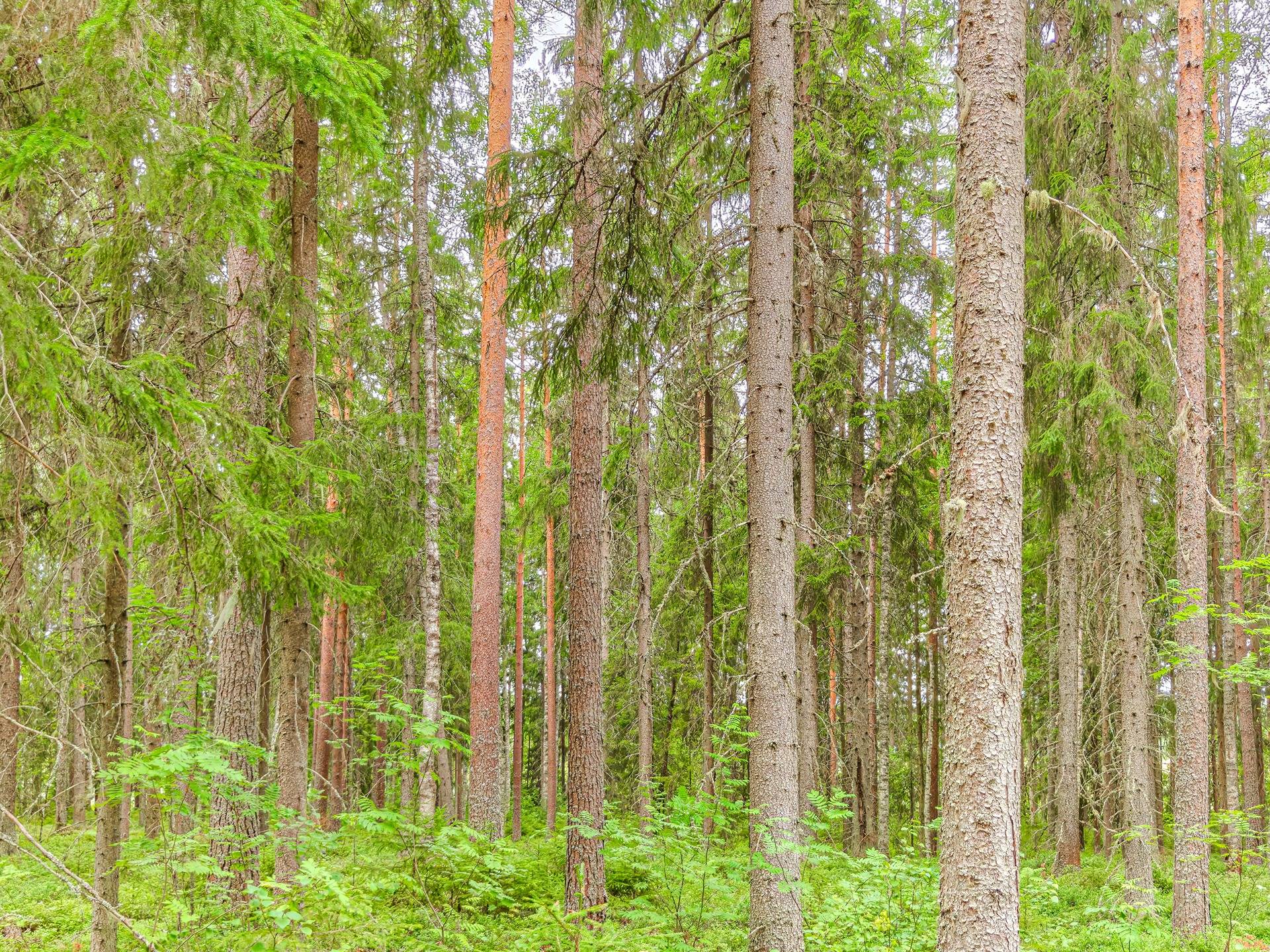 Lapua, Kauhajärvi, Hautasaari 408-409-6-122 1