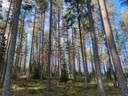 Metsätila Mäenpää 1:9, Somero, Kivisoja 1