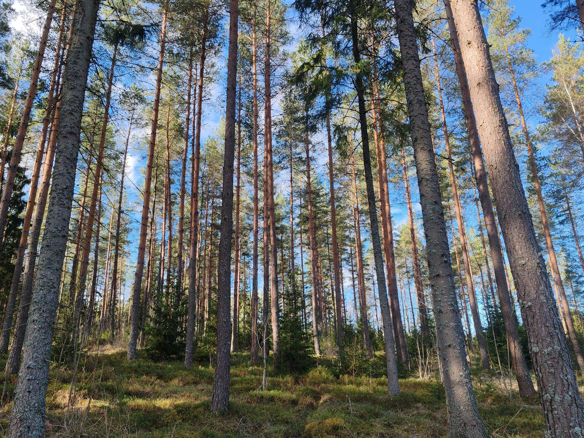 Metsätila Mäenpää 1:9, Somero, Kivisoja 1