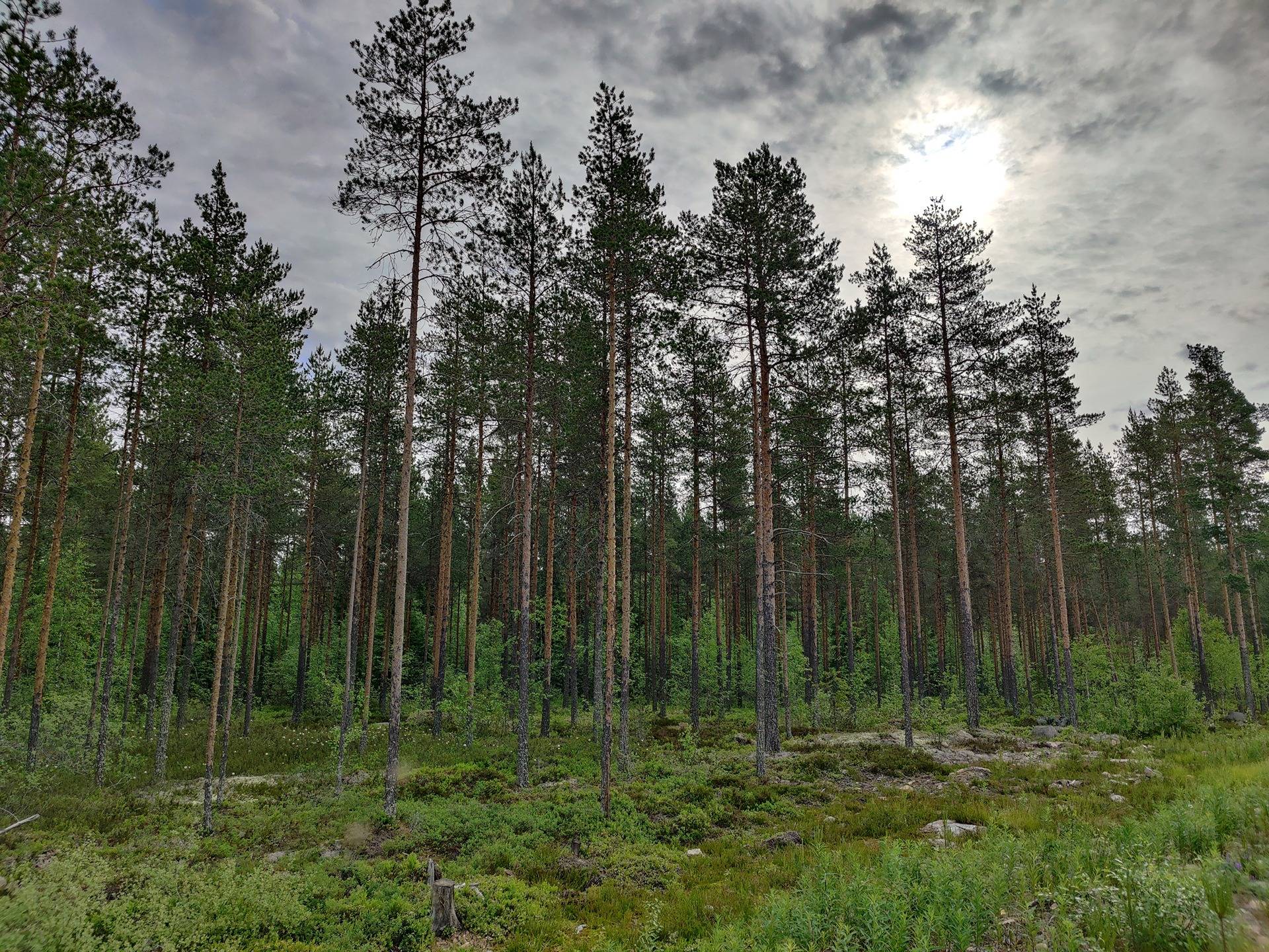 977-401-8-54 OJANTAKANEN 1