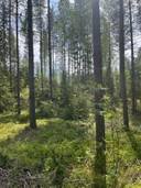 Puumala, Lisä-Ryöttee 8:0, 6,160 ha 1