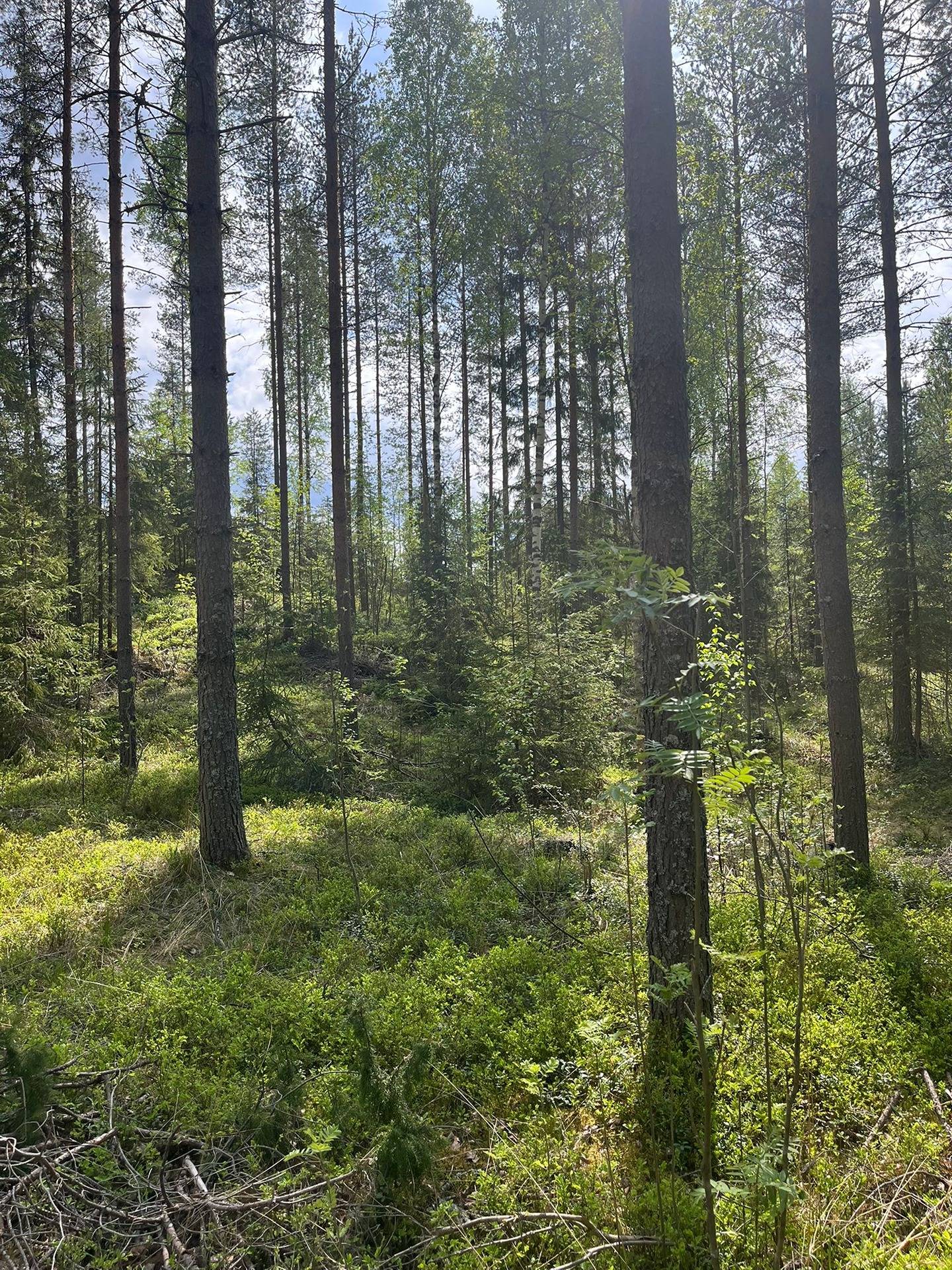Puumala, Lisä-Ryöttee 8:0, 6,160 ha 1