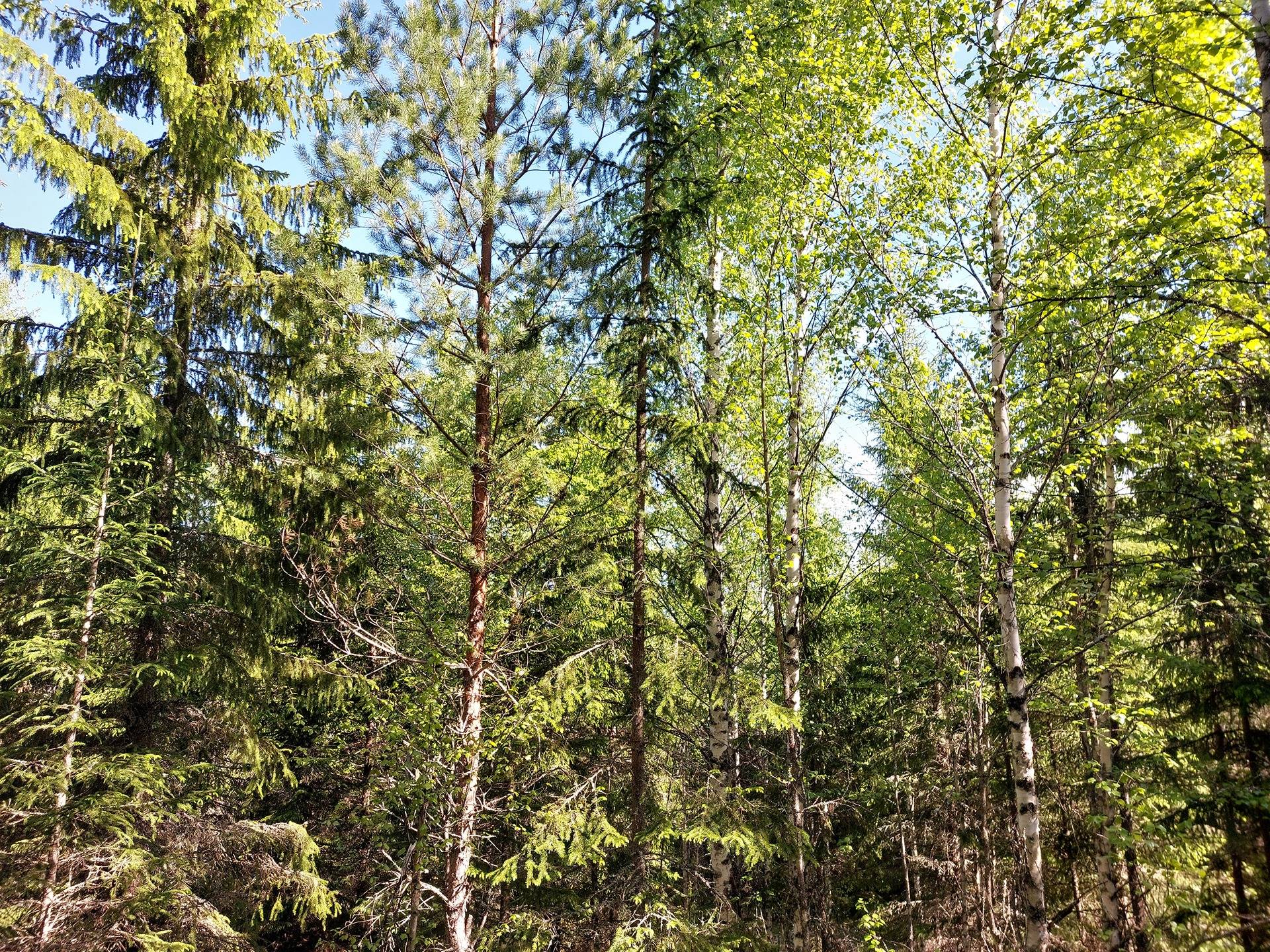 Leppämäki 1:29 1