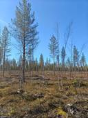 Haapala 139-409-16-5 1