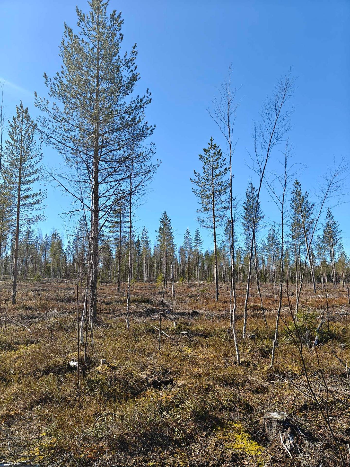 Haapala 139-409-16-5 1