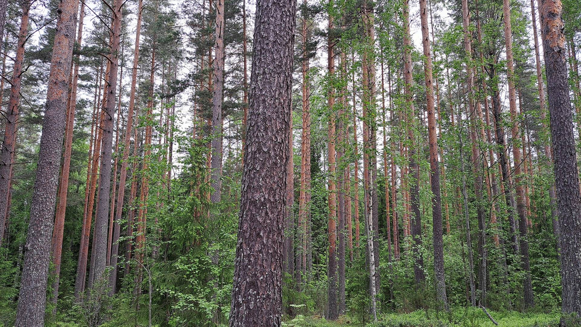 Hannolanmetsä 740-547-14-118 1