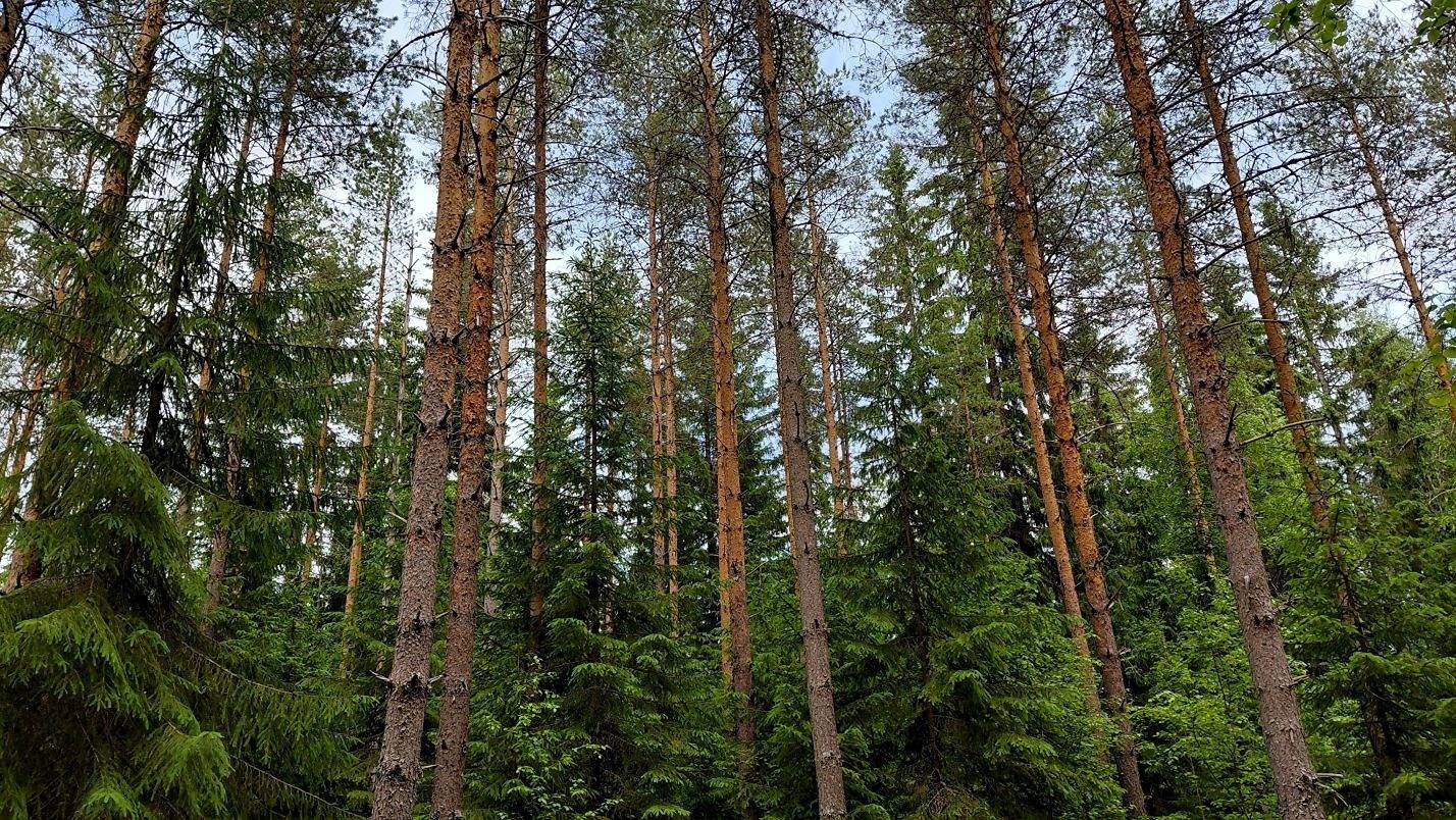 Mäkimetsä 213-427-2-25 1