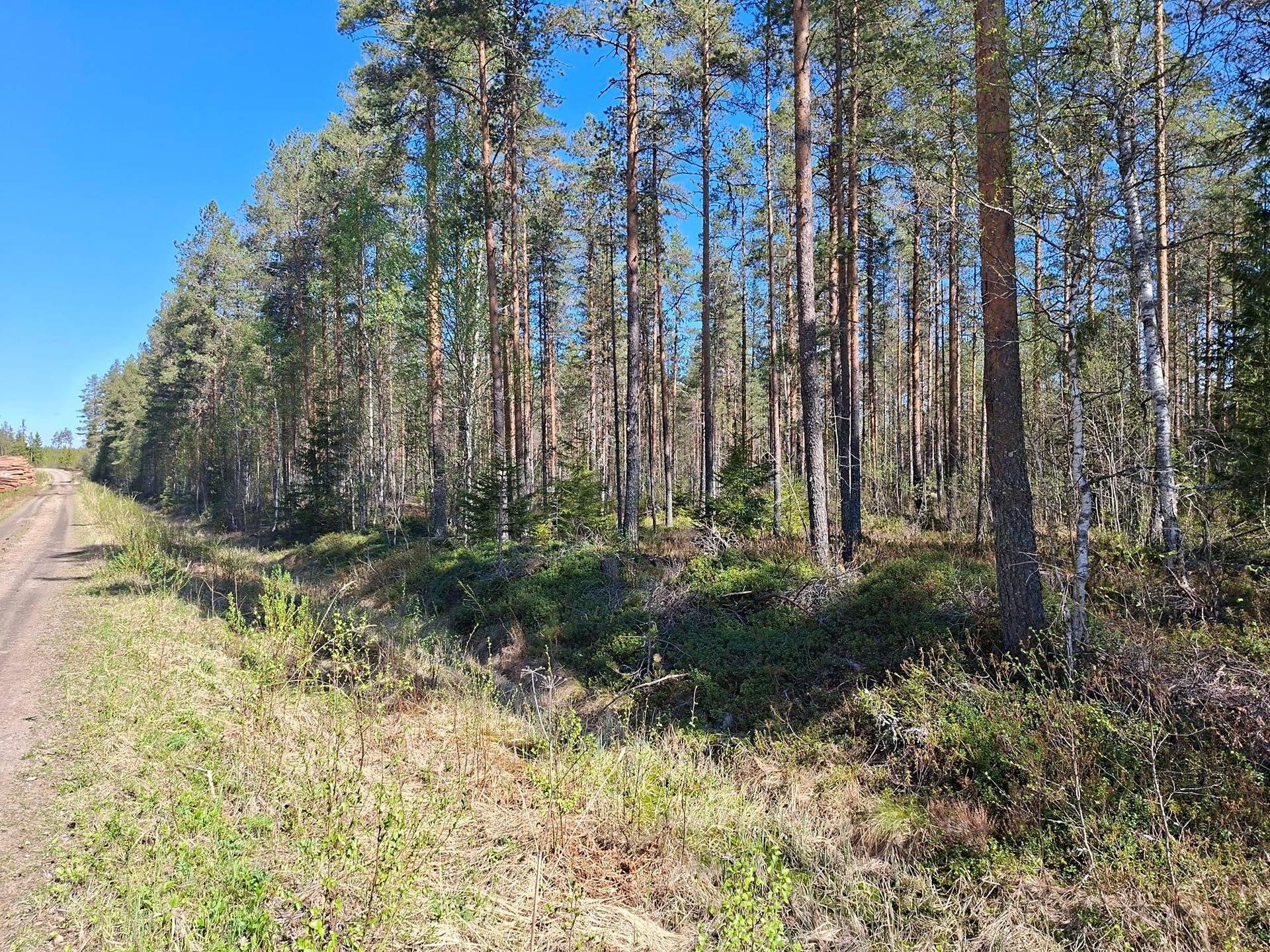 Metsätila Lisä-Hietanen 90:0 1