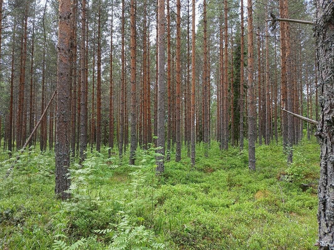 Suoniemi 4:65, Kuhmoinen 1