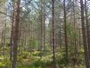 Jalasjärvi Rinne 164-409-15-78 1