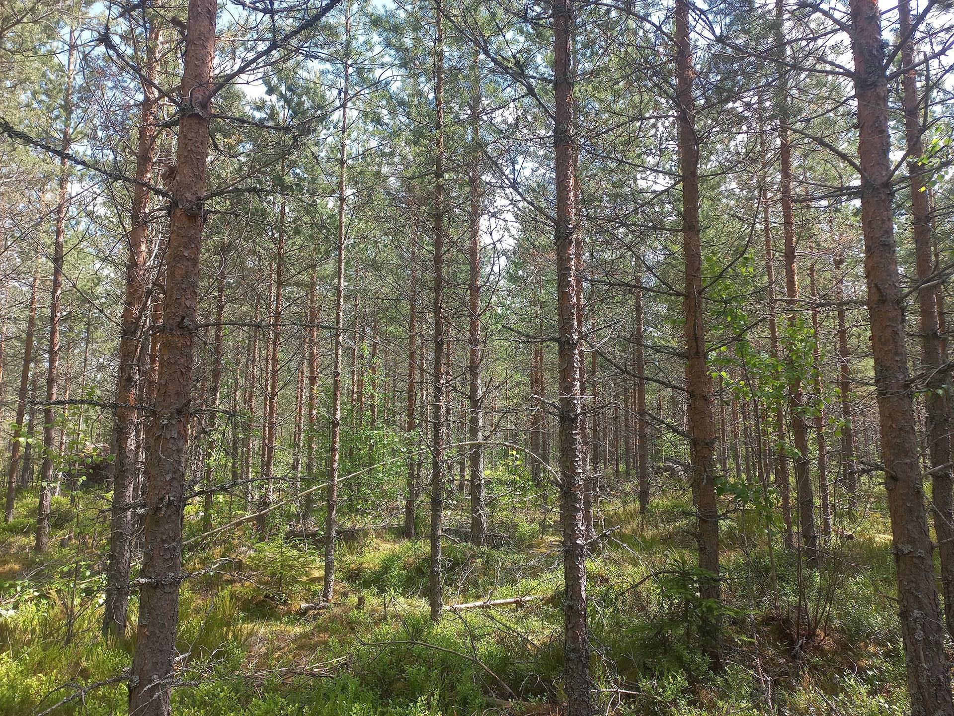 Jalasjärvi Rinne 164-409-15-78 1