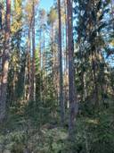 Ilmajoki Pihlaja 145-426-5-305 1