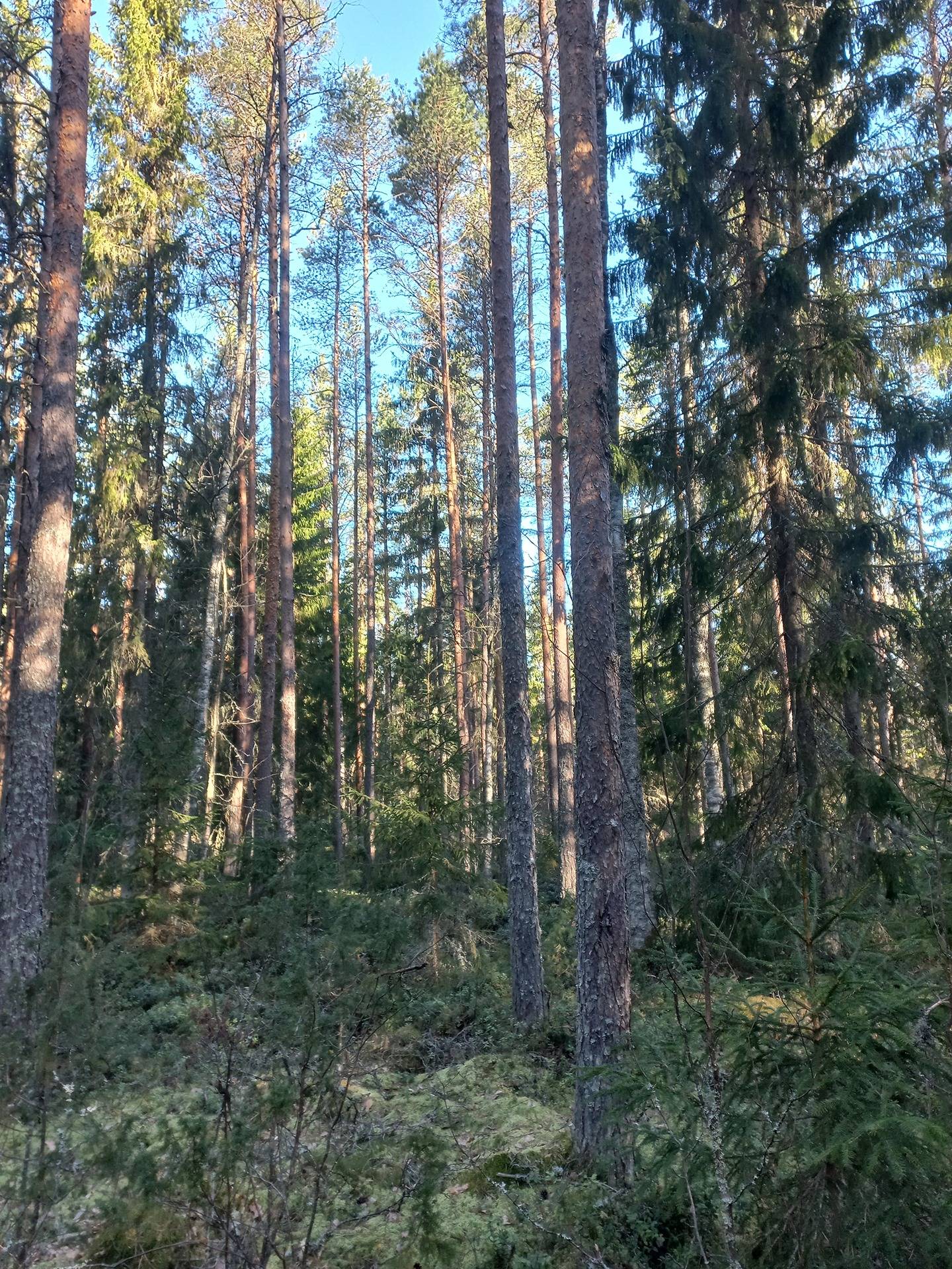 Ilmajoki Pihlaja 145-426-5-305 1